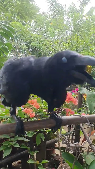 dancingcrow! #talkingcrow #uwak