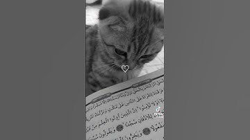 (القرآن الكريم)ايات قرانيه 🥺