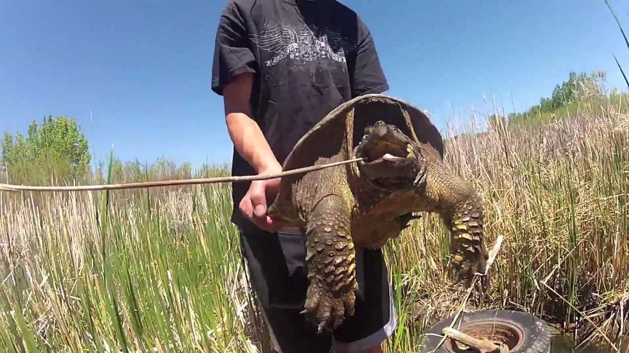 snapping scapula syndrome Spring Herping 5-8-2012