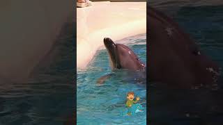 Dolphins Talk A LOT! 🐬🗣️ | Underwater Language Fact for Kids