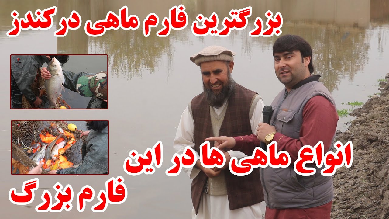 بزرگترین فارم ماهی در امام صاحب کندز | سرمایه 10 هزار افغانی که اکنون به 2 میلیون افغانی رسیده است