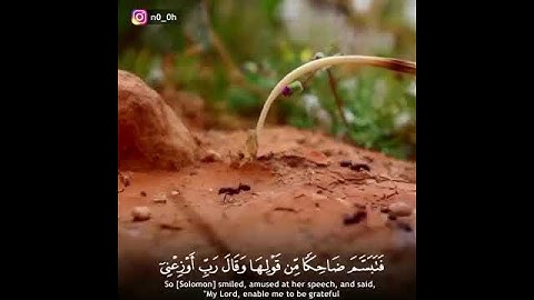 اسلام صبحي - سورة النمل || حَتَّىٰ إِذَا أَتَوْا عَلَىٰ وَادِ النَّمْلِ