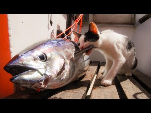 Voilier Loïck, le bateau reporter n° 12 - Du Cap Vert au Brésil : un océan traversé (2/2)