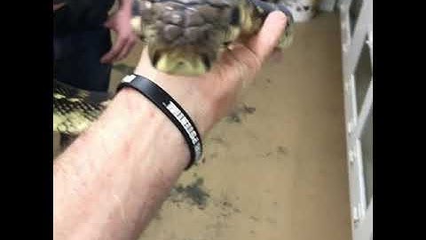 Barneck Scrub Python