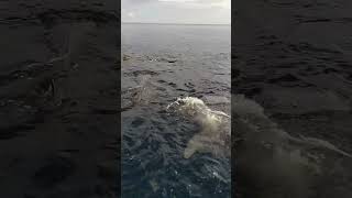 A group of whale sharks eating small fish #fishing #youtubeshorts