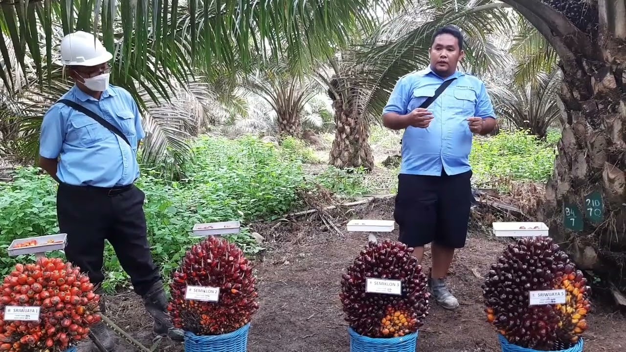 SUPER!!! Tampilan Buah Kelapa Sawit Sriwijaya Sj5