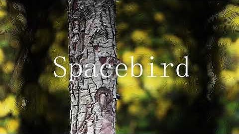 Fichon - Spacebird (Official Video)