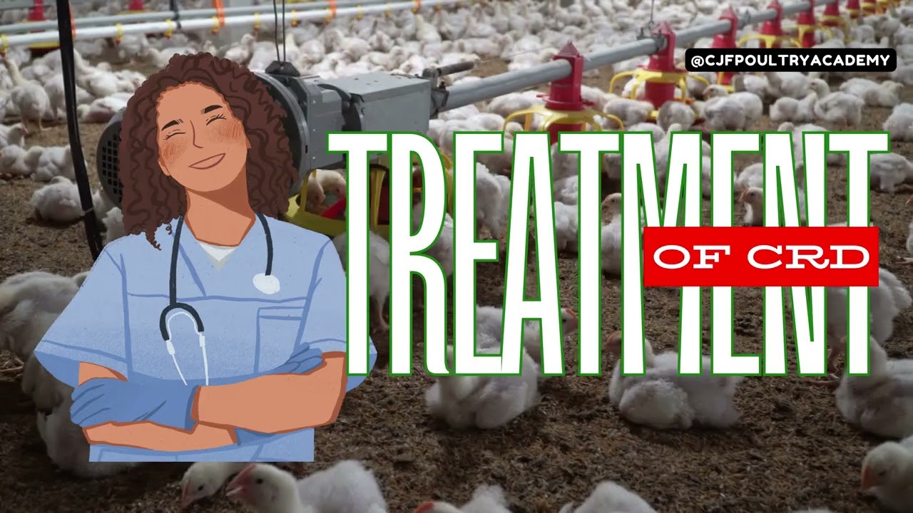 CRD in Poultry Birds: Causes, Symptoms, Prevention & Treatment