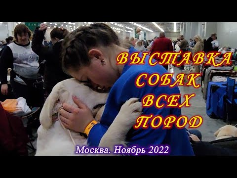 Видео: Новые породы на национальной выставке собак от Purina