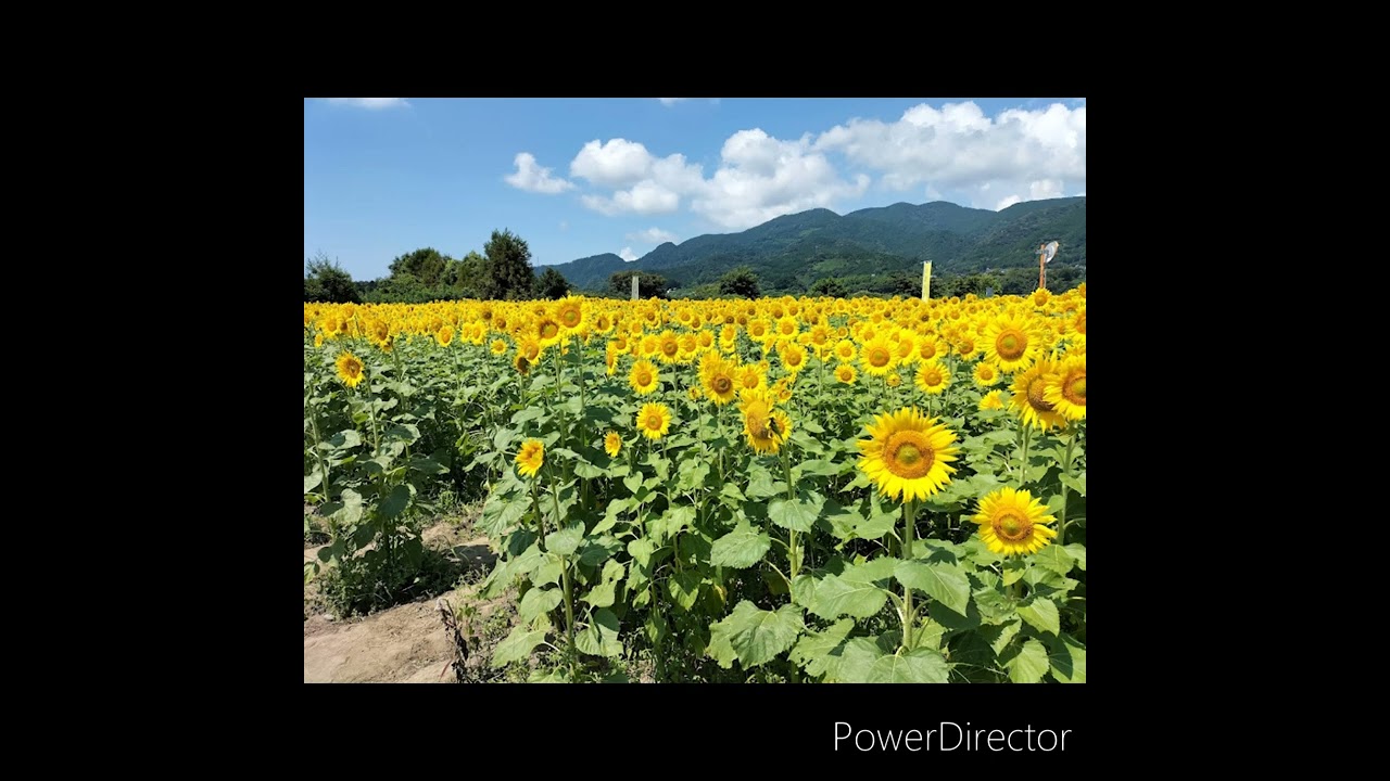 F A Hoffmeister ソナチネ 変ホ長調