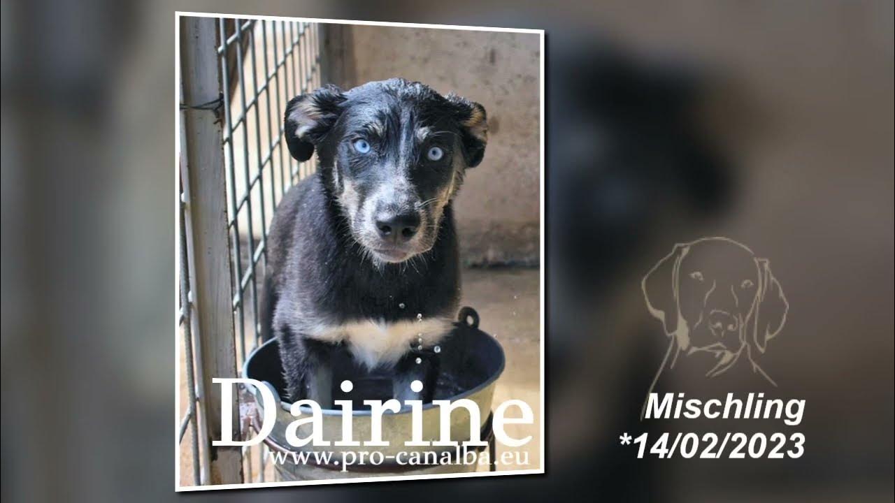 Dairine Möchtest du mein „Valentine“ sein? _ Juli23 YouTube