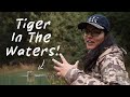 Tiger swam across the lake at tadobaandhari tiger reserve  atr daily vlog  53