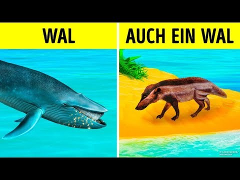 Wie Wale die größten Tiere aller Zeiten geworden sind