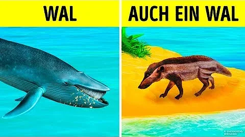 Wo lebten die Vorfahren der Wale?