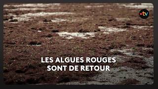Les Algues Rouges Font Leur Retour Sur Le Littoral