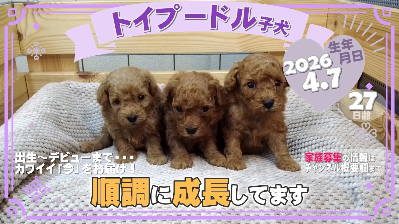 トイプードル子犬｜2026.4.7生（27日齢）｜オレンジフォーン｜男の子