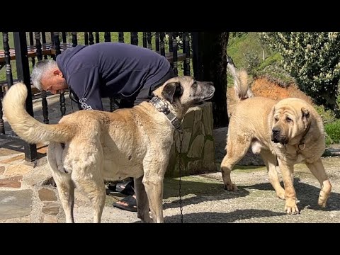 ALCAPONE HAYAL KIRIKLIĞINA UĞRADI ZALIMI YOLCU EDİYOR