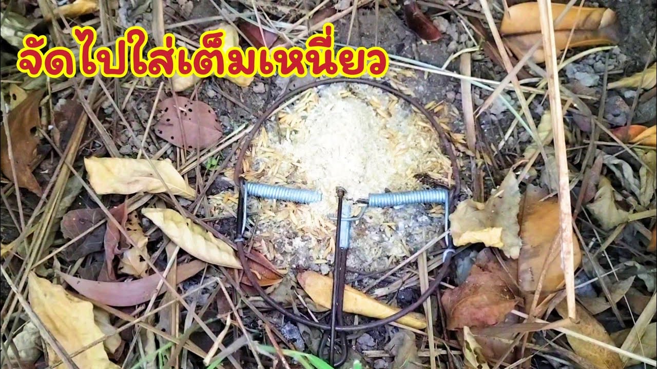 ดักหนูนาหาอยู่หากิน หมานเกินต้านจริงๆ ลุ้นกันสุดๆ ติดเรียงหลัง ติดตั้งแต่หลังแรกจนถึงหลังสุดท้าย