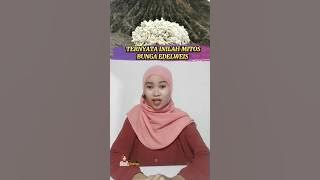 FACTS AND MYTHS ABOUT EDELWEIS FLOWERS! #shorts