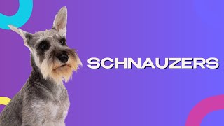 5 Quick Facts About SCHNAUZERS