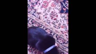 Milo The Patterdale X Chihuahua Puppy