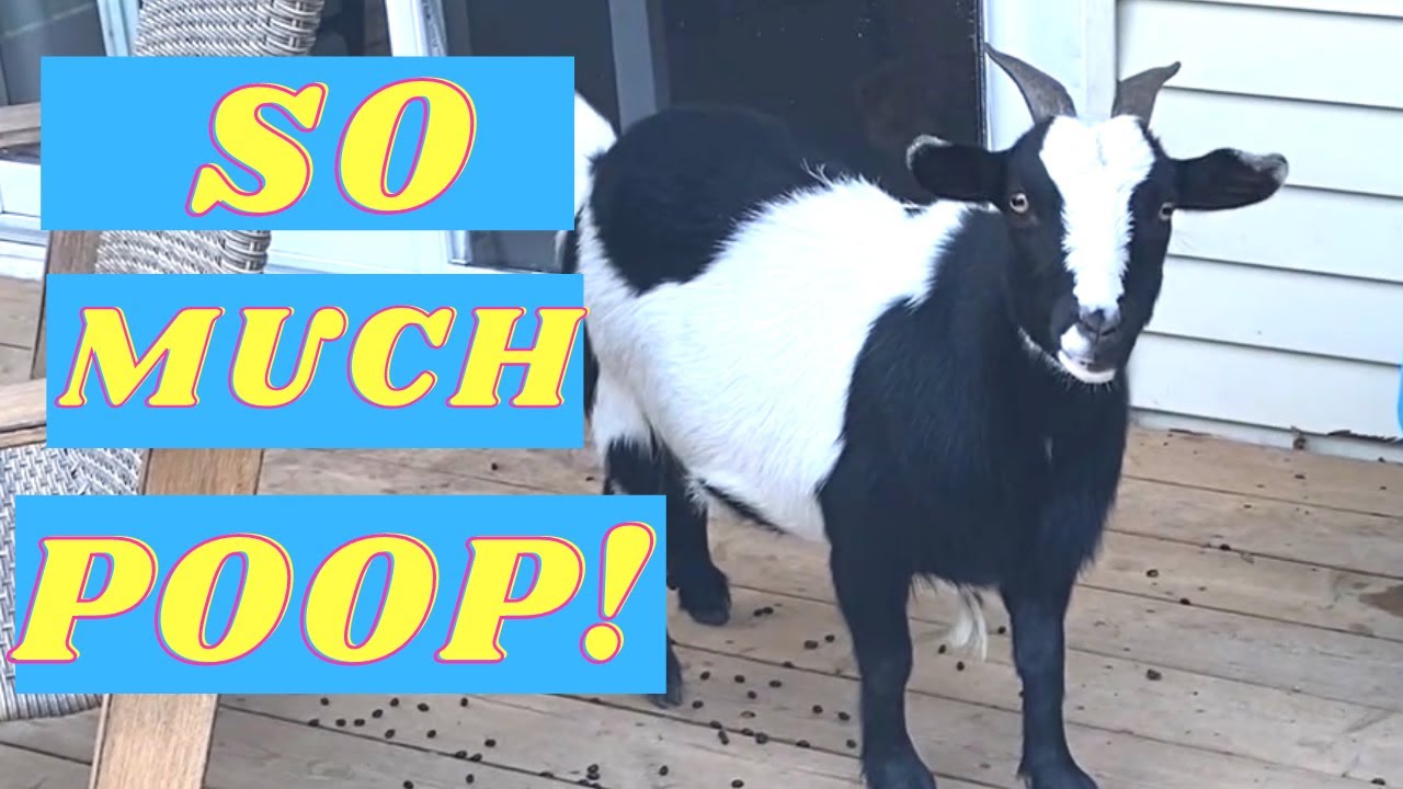 LIFE WITH PET GOATS POOPING ON DECK How much poop can five GOATS
