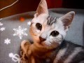 かわいい子猫の 喉ゴロゴロ。 目が合います(・∀・* )　cute kitten
