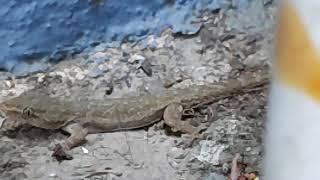 Gecko Hide in Corner Balli Chipkali Lizard tik tik - Domestic Discovery