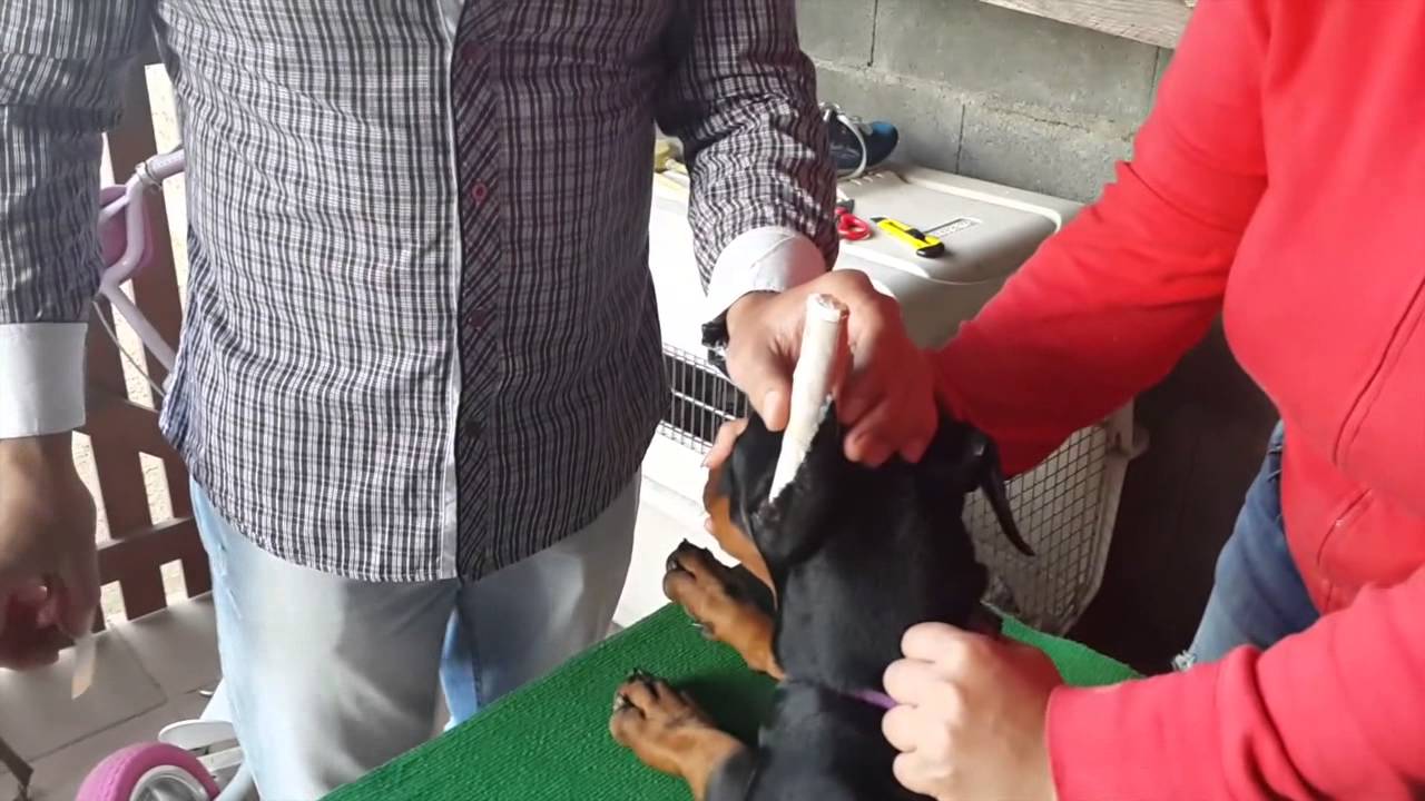 www.guardianesdeelite.com realización y colocación canutillos doberman