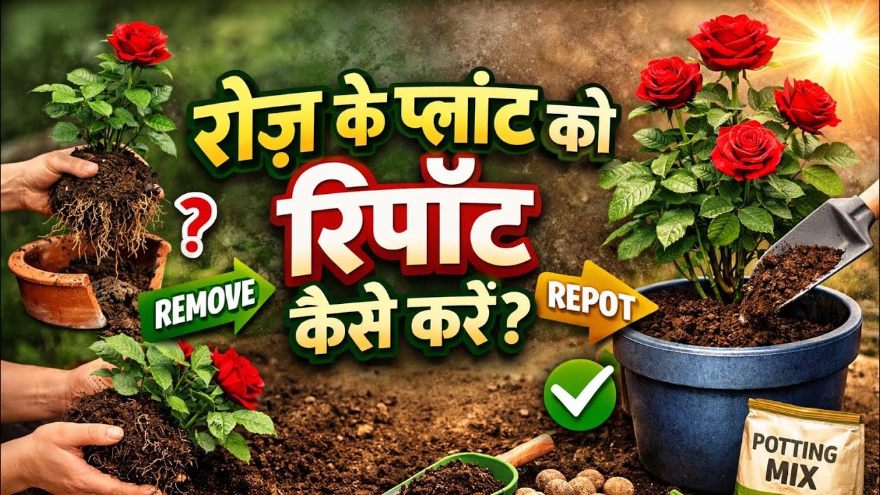 Zero Cost Gardening! घर की बेकार चीज़ों से Rose Plant Repot करे 