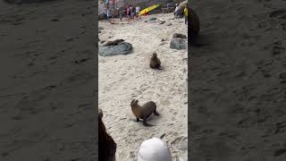 When Sea Lions Don’t Respect The 6-Foot Rule! 😱🦭 #shorts