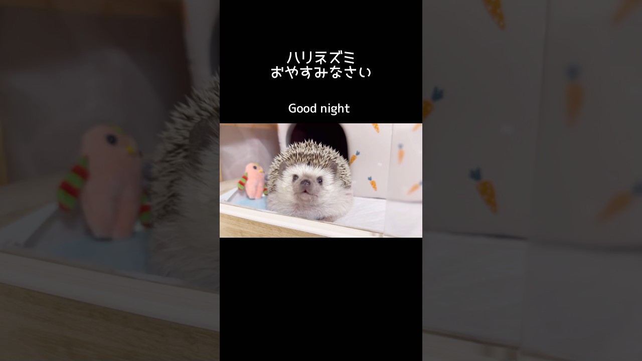 おやすみを言いにくるハリネズミA hedgehog coming to say good night#hedgehog#ハリネズミ