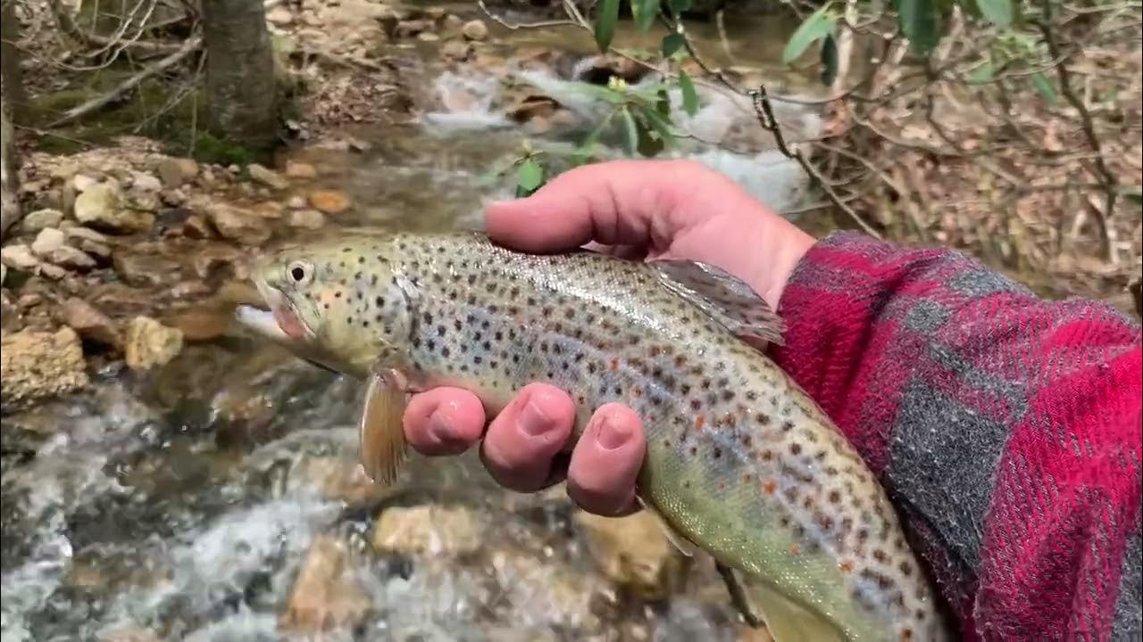 Trout fishing PA 2023 YouTube