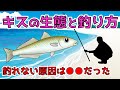 【キス釣りの極意】これからが旬!キスの生態や釣り方を勉強して釣果アップ‼