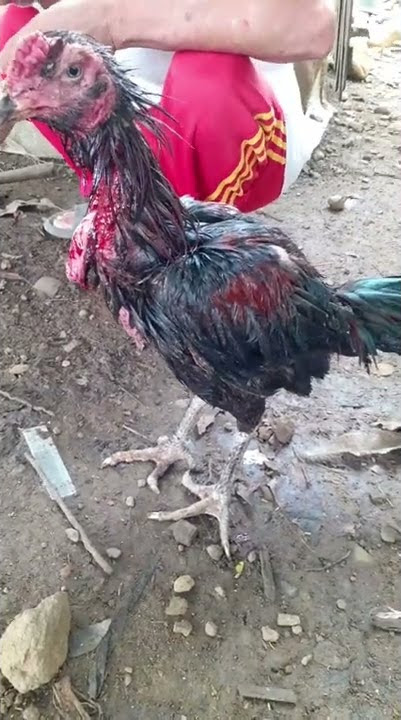udah setengah jam ayam jago di potong ga mati mati 😱