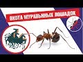 МУРАВЬИ Myrmicaria brunnea УБИВАЮТ И СГРЫЗАЮТ ТАРАКАНА!