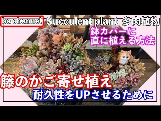 310{多肉植物} 籐のカゴ🧺多肉寄せ植え 鉢カバーに直接土を入れて