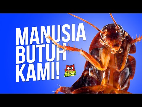 Video: Saya Benci Bug. Tetapi Inilah Sebabnya Saya Mencuba Makanan Berbasis Serangga