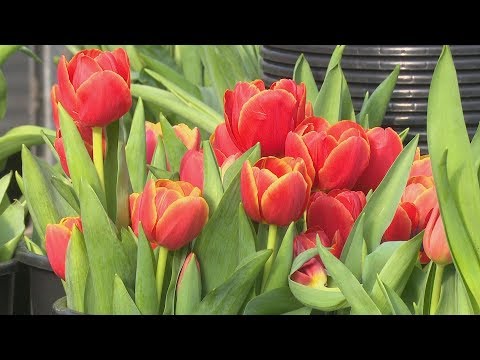 Video: Kāds ir tulpes zieda augstums un platums?