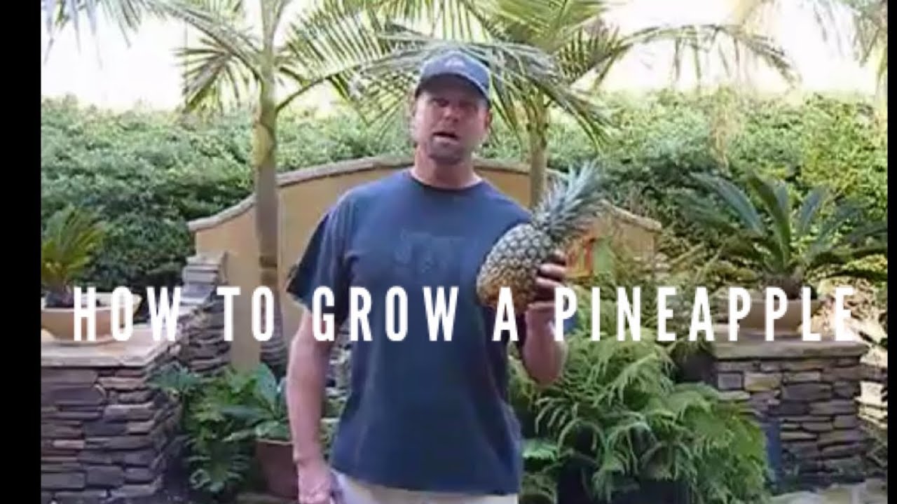 How to grow a Pineapple plant