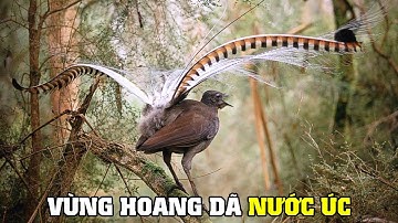 Vùng Hoang Dã  Núi Xanh Nước Úc | Khám Phá Thế Giới Động Vật Hoang Dã