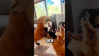 Foxes Won’t Tell You This