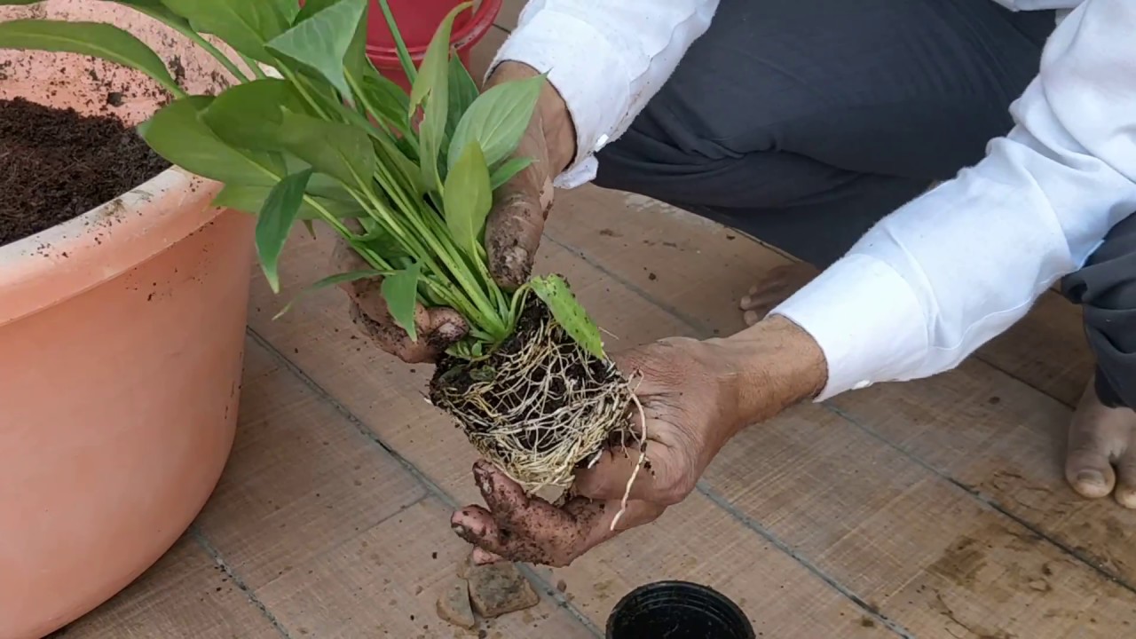 How to repot peace lily repoting peace lily poting peace lily YouTube