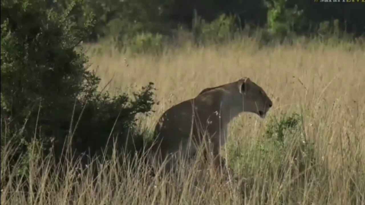 sindile faku July 11, 2017 - Sunrise - Scotty Greets us from the Mara with Lions oops lost signal