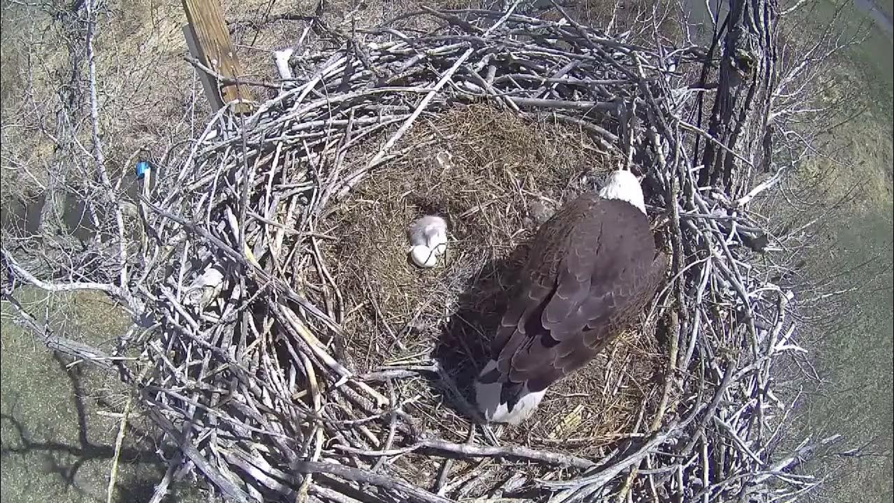 Xcel Energy Fort Saint Vrain Eagle Cam 11.04.2022 YouTube