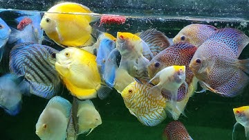 Cá Dĩa Bồ Câu, Discus fish