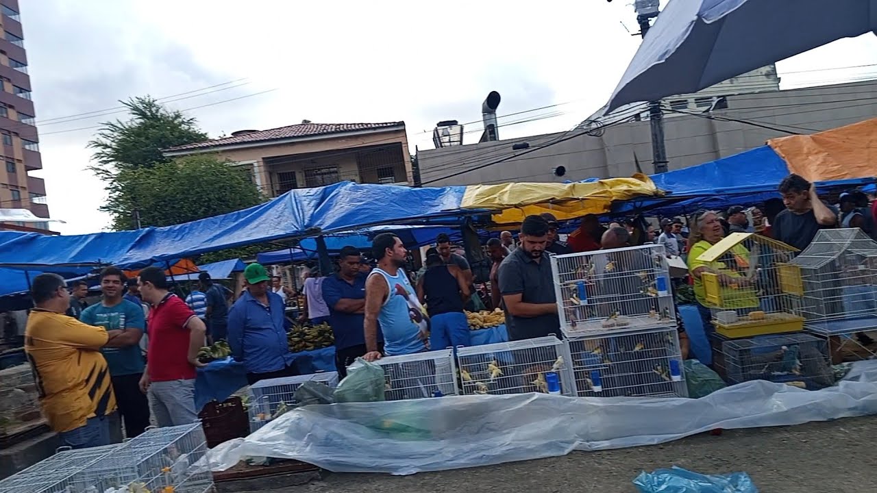 FEIRA DO CORDEIRO NO LINDO SOL DE DOMINGO, PERNAMBUCO BRASIL!! 28/09/2025.