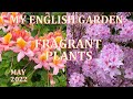 Fragrant Plants Tour - My English Garden - May 2022