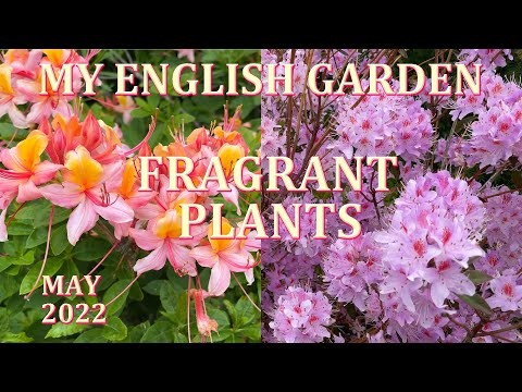 Βίντεο: Types of Zone 7 Flowers - Μάθετε για τα Annuals and Perennials Zone 7