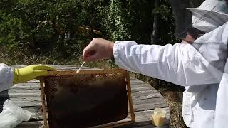 Beekeepers' Guide For Pollen Identification Of Honey-A Book Trailer